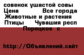 совенок ушастой совы › Цена ­ 5 000 - Все города Животные и растения » Птицы   . Чувашия респ.,Порецкое. с.